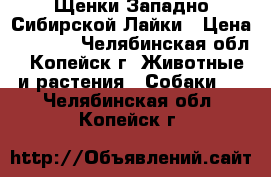 Щенки Западно-Сибирской Лайки › Цена ­ 5 000 - Челябинская обл., Копейск г. Животные и растения » Собаки   . Челябинская обл.,Копейск г.